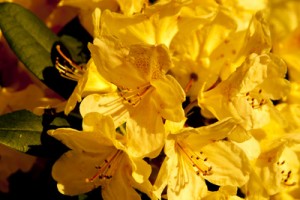 Rhododendron
