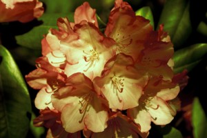 Rhododendron