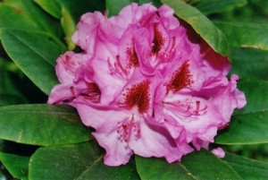 Rhododendron