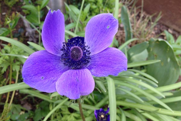 Kräftig blau blühende Anemone im Garten