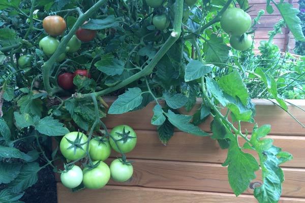 Tomatenpflanzen Tipps zum Setzen, Pflegen und Schneiden