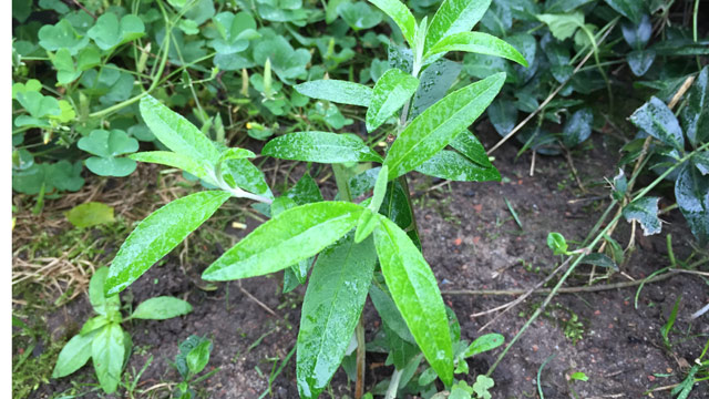 Junger Sommerflieder im Beet