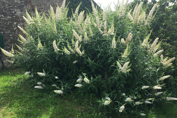 Weiß blühender Sommerflieder