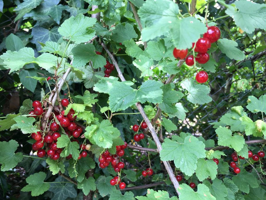 Rote Johannisbeeren hängen Ende Juni am Strauch bereit zum Ernten.