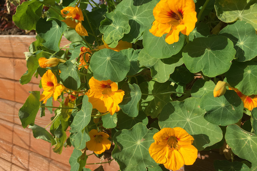 Im Spätsommer leuchten die Blüten der Kapuzinerkresse besonders schön.