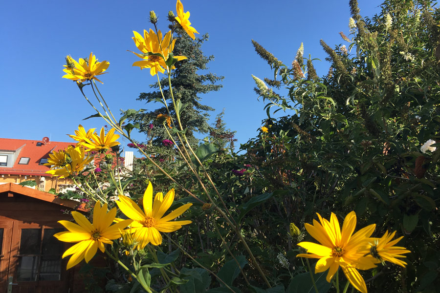 Topinambur: Kleine Sonnenblumen pflanzen und die Knollen ernten