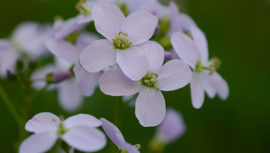 Weiße Blüten des Hirtentäschels (Quelle: salzdespythagoras/Pixabay)