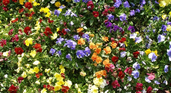 Blumenpracht im Garten