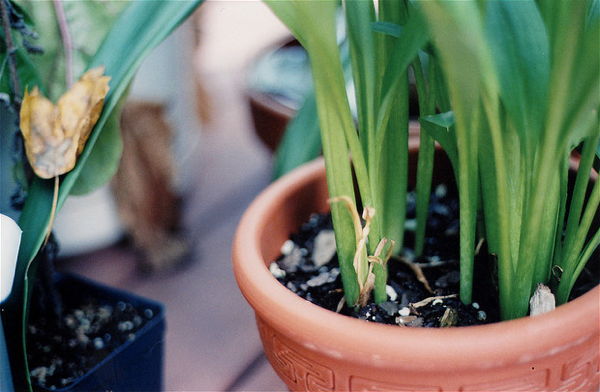 Pflanzkübel für den Garten