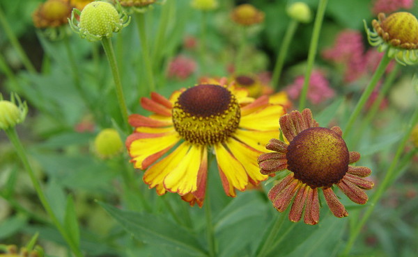 Biedermeier im Garten