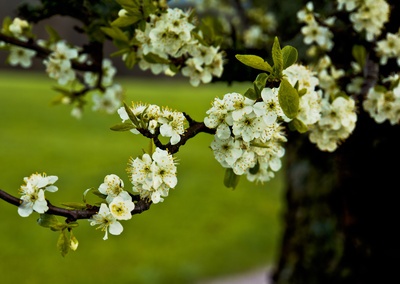 Obstbaum schneiden im Video: Der richtige Baumschnitt