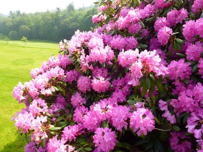 Rhododendron
