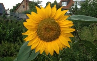 Sonnenblumen säen oder pflanzen So funktioniert’s