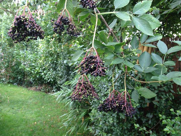 Holunderbeeren im Sommer