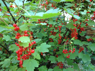 Johannisbeeren pflanzen, schneiden und vermehren