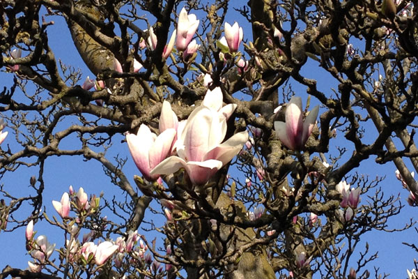 Blüten der Tulpen-Magnolie im Frühjahr.