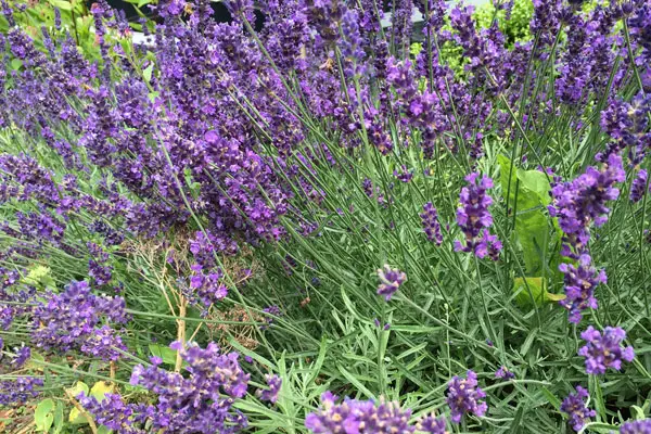 Lavendel-Blüte im Juli