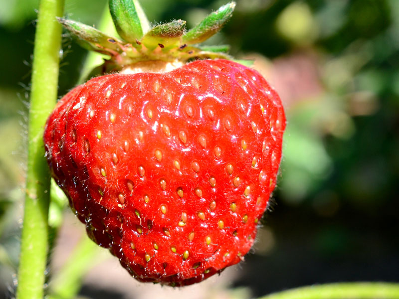 Reife Frucht an einer Erdbeer-Pflanze