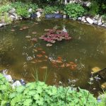 Gartenteich im Frühling mit zahlreichen Goldfischen