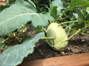 Tomaten und Paprika im Hochbeet anbauen