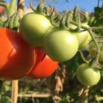 Reife und unreife Tomaten an einem Ast