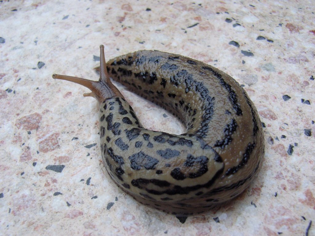 Tigerschnegel sind besondere Nacktschnecken. (Quelle: R. B. / pixelio.de)