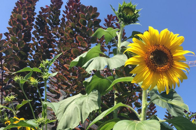 Sonnenblumen säen oder pflanzen wann und wie