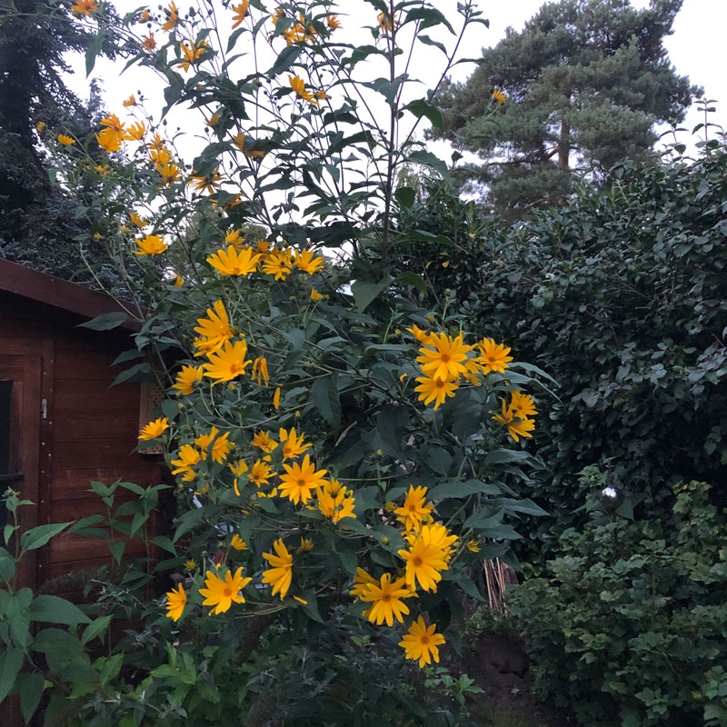 Gelbe Blüten des Topinambur im Garten