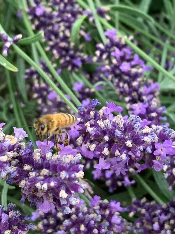 Eine Biene sammelt Nektar an einem blühenden Lavendel.