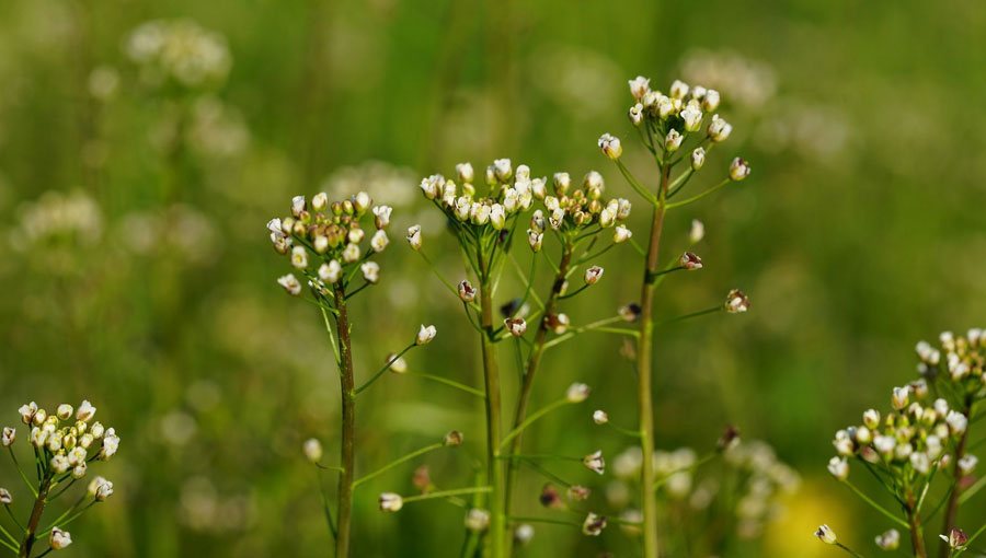 Blühende Hirtentäschel in einer Wiese