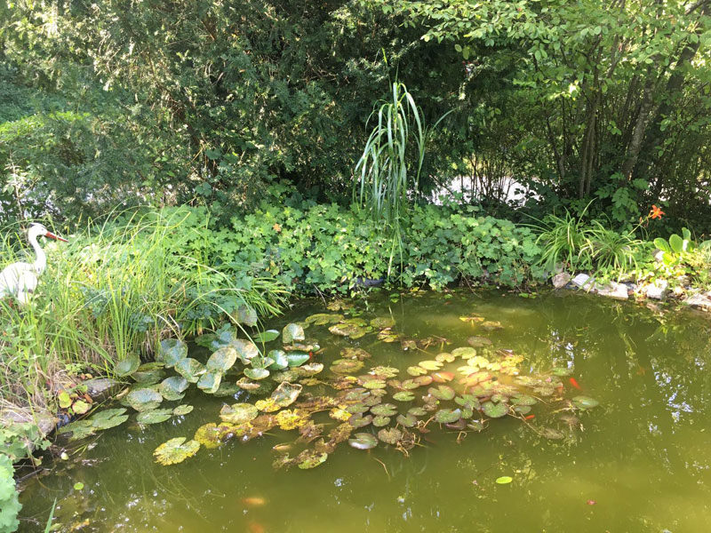 Gartenteich mit Goldfischen