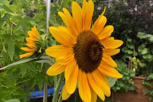 Sonnenblumen säen oder pflanzen wann und wie