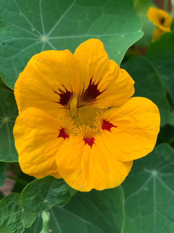 einzelne gelbe Blüte der Kapuzinerkresse