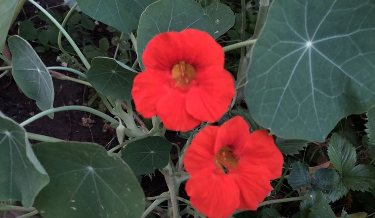 orange leuchtende Blüte der Kapuzinerkresse