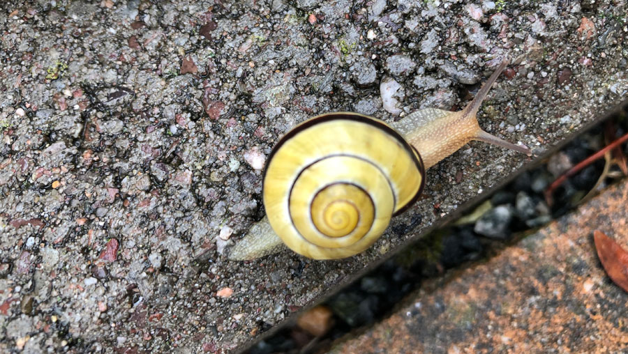 Eine Hain-Bänderschnecke am Wegesrand. Oft ist diese Art in Gruppen anzutreffen.