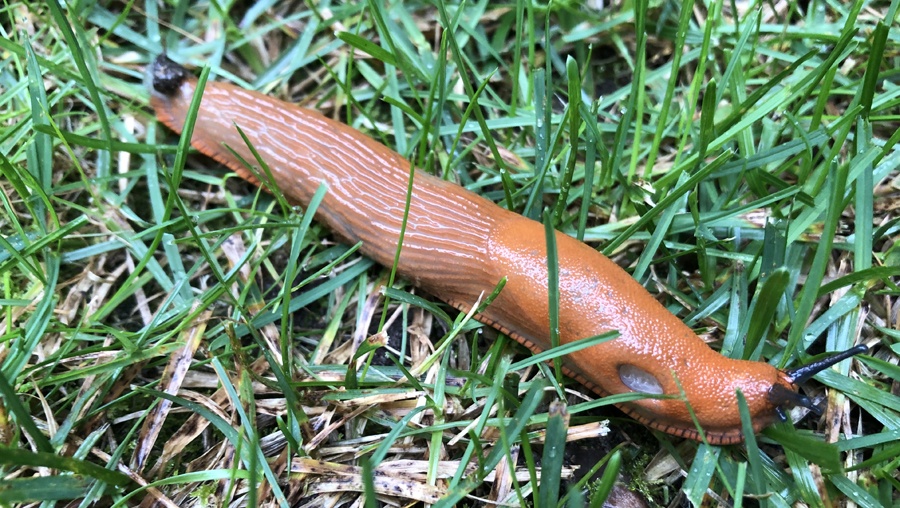 Nacktschnecke im Rasen - hier eine spanische Wegschnecke