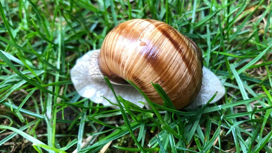 Weinbergschnecke im Rasen