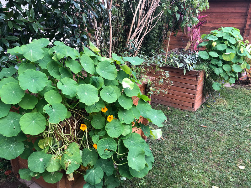 Kapuzinerkresse im Hochbeet im November