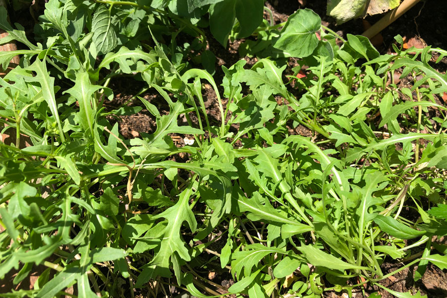 Rucola pflanzen und den ganzen Sommer frische Kräuter ernten