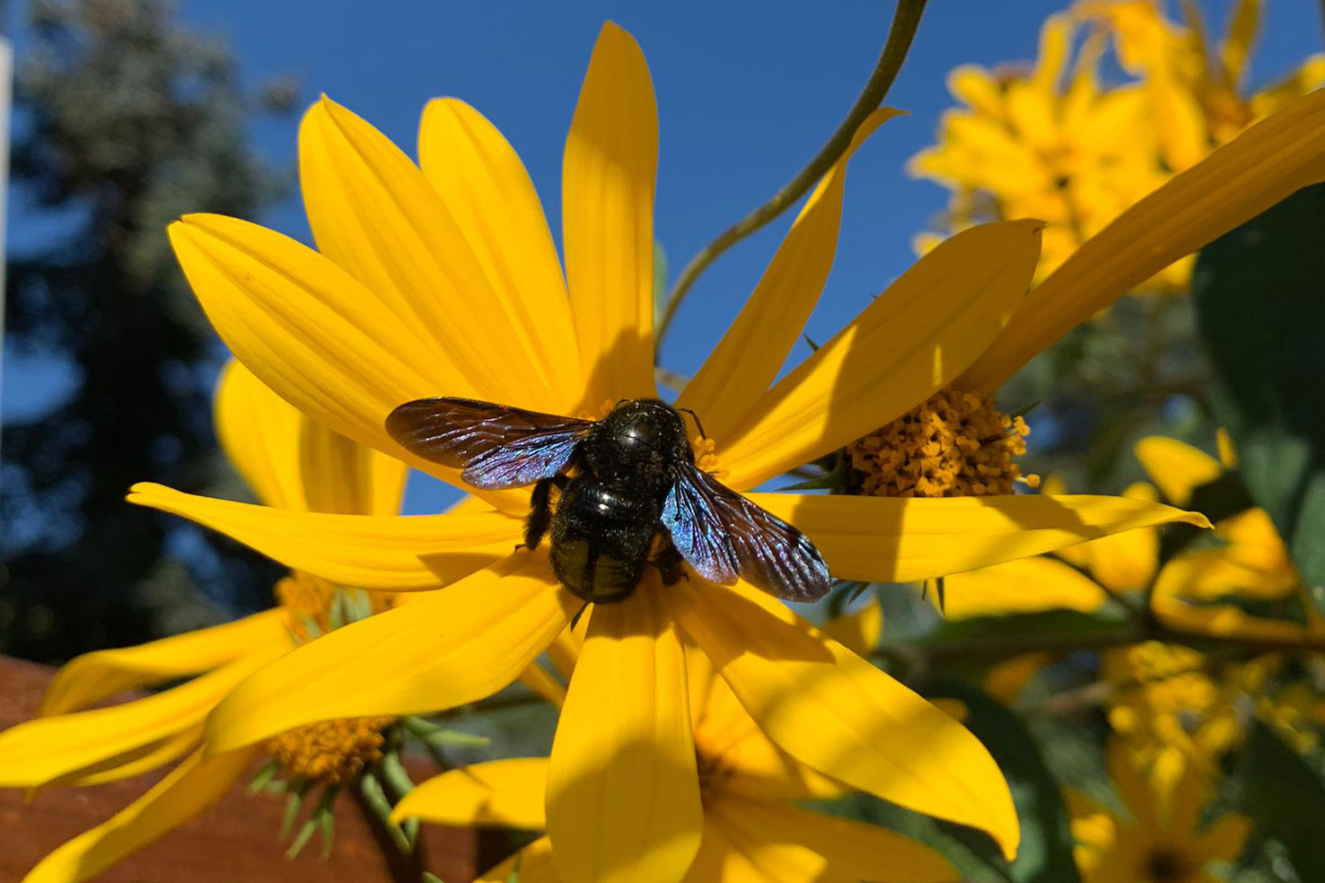 Holzbiene auf einer Topinambur-Blüte