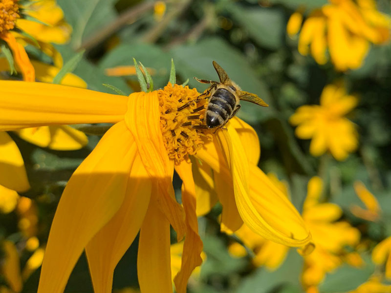 Biene auf einer gelben Topinambur-Blüte
