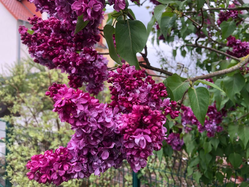 violette Flieder-Blüten