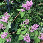 Deutzie mit rosa Blüten im Mai