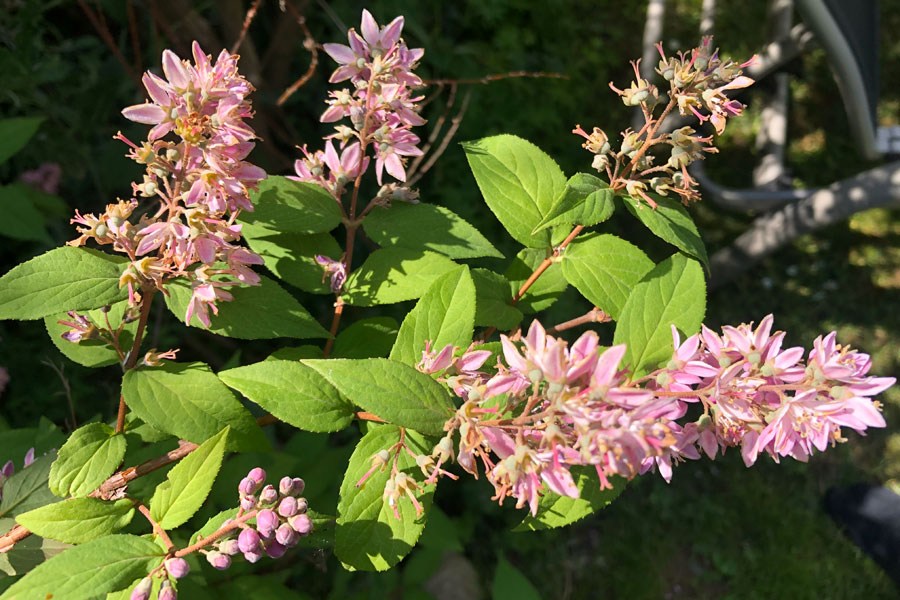 rosa-farbene Blüten der Deutzie