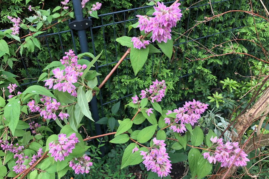 Deutzie mit rosa Blüten im Mai