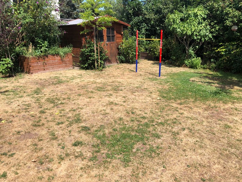 Brauner, vertrockneter Rasen im Juli: Trockene, heiße Sommer - welche Garten-Pflanzen sind dafür die richtigen?