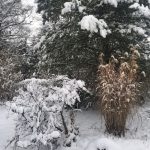 Strauch und Gräser im Garten mit Schnee bedeckt.
