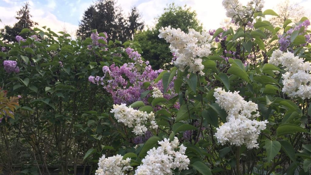 Blühende Flieder in der Garten-Hecke.