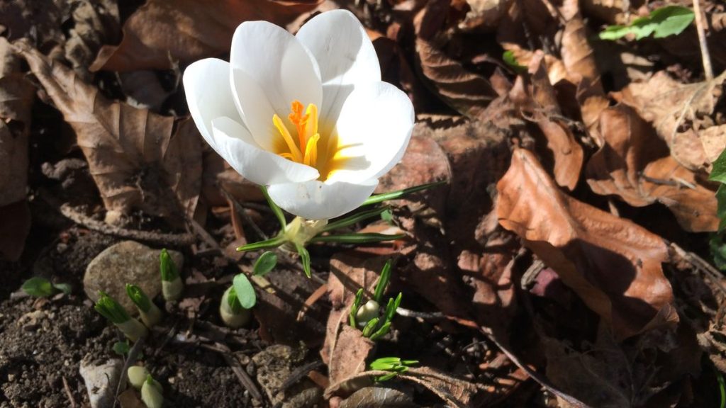 Weißer Krokus im Garten: Der Frühblüher sprießt aus dem alten Laub.