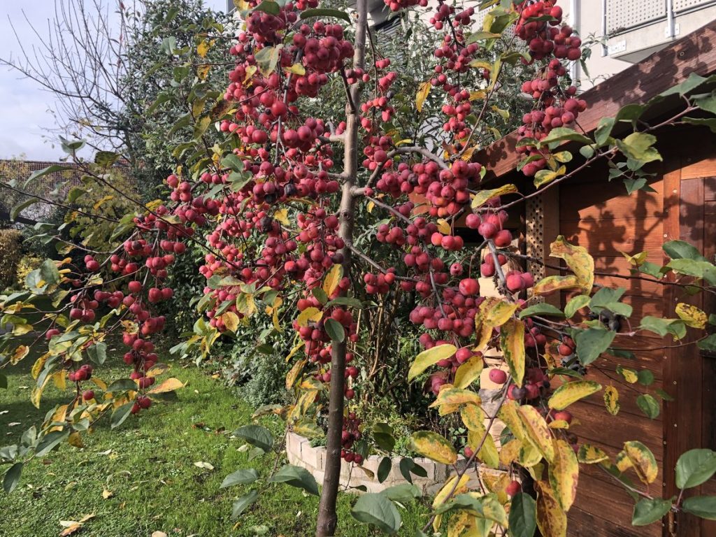 Der Zierapfelbaum mit seinen leuchtend roten Früchten.